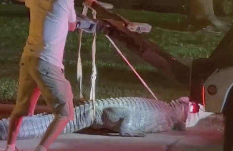 11-Foot Alligator Caught in Houston Suburb