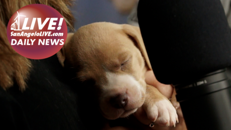 LIVE! Daily News | Litter of Puppies DUMPED in PAWs Donation Box