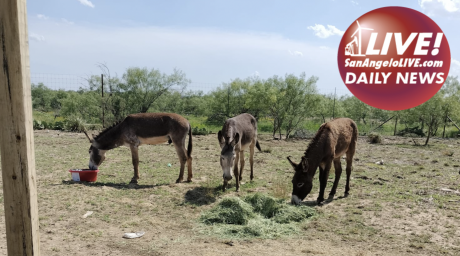 LIVE! Daily News | Crazed Donkeys Die Following Highway Crash