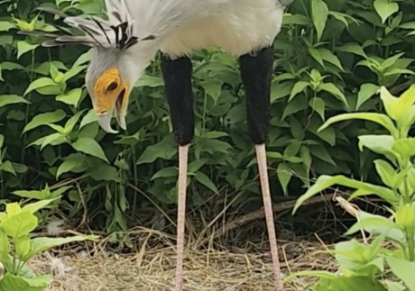 Secretary Bird at Abilene Zoo