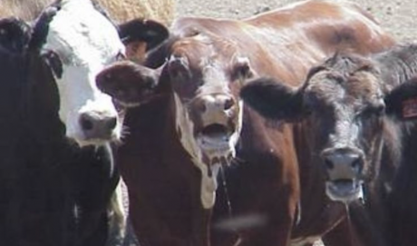 Hot Cattle