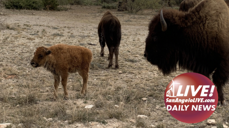 LIVE! Daily News| BREAKING: Baby Bison Born at the San Angelo State Park