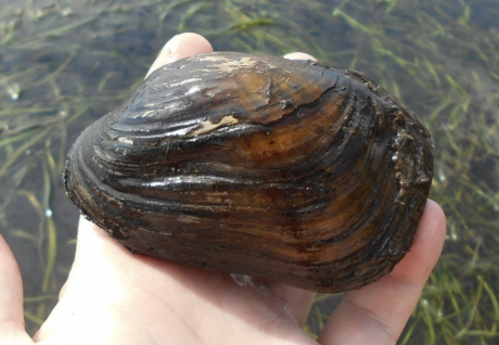 Selina Mucket Mussel