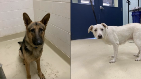 The San Angelo Animal Shelter Found these two Dogs