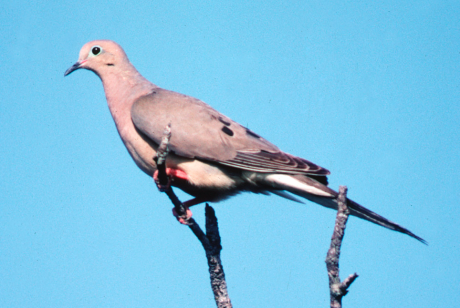 Mourning Dove in Texas (Courtesy/TPWD)