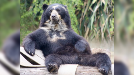Curt, the Spectacled Bear