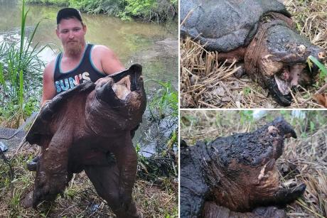 Alligator Snapping Turtle (Courtesy NYP)