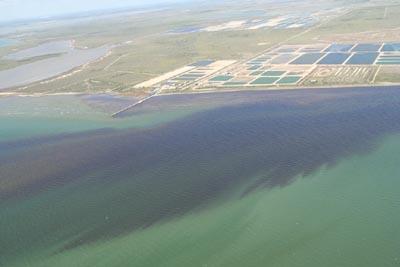 Red Tide on the Texas Coast 2011 (Courtesy TPWD)