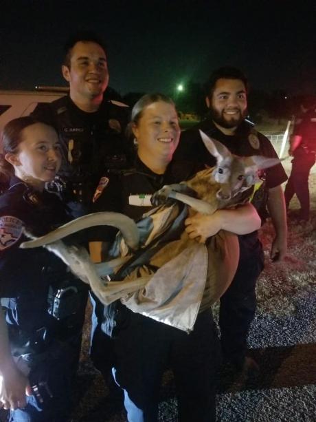 San Angelo Police Catch Wayward Kangaroo (Courtesy/SAPD)