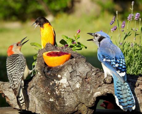 Songbirds (Courtesy/Pam Garcia)