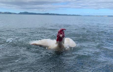 Swimming Rooster (Courtesy/RNZ)