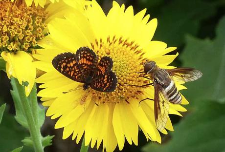 Bees & Butterflies (Courtesy NPAT)