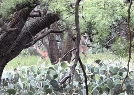 Whitetail Doe at San Angelo State Park 10/19/23 (LIVE photo Yantis Green)