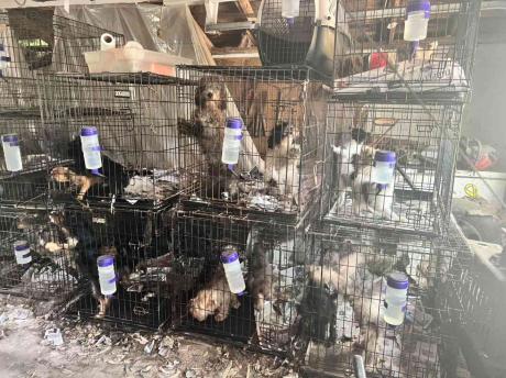 Dogs Rescued from Puppy Mill in Kentucky (Courtesy Southern Living)