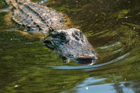 Huntsville State Park Alligator (Courtesy TPWD)