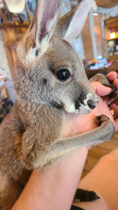 Close up Kangaroo