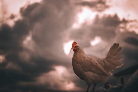 Rooster in Fog/Clouds (Courtesy Pexels)