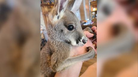 Close Up Kangaroo