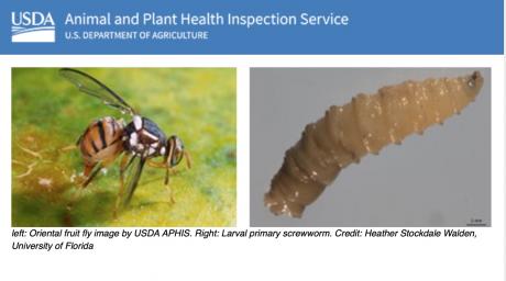 Wasp & Worm Threat (Courtesy USDA)