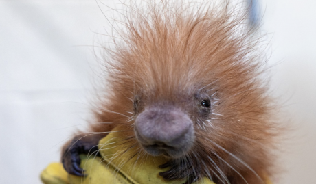 Buscuit, Abilene Zoo's baby prehensile-tailed porcupine