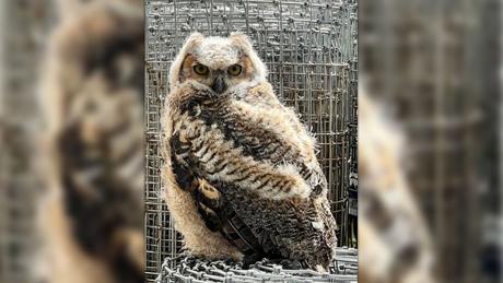 A photo of an owl spotted inside the garden center at Lowe's Home Improvement in San Angelo on Feb 25, 2024.
