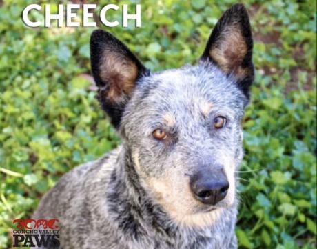 Cheech from Animal Shelter