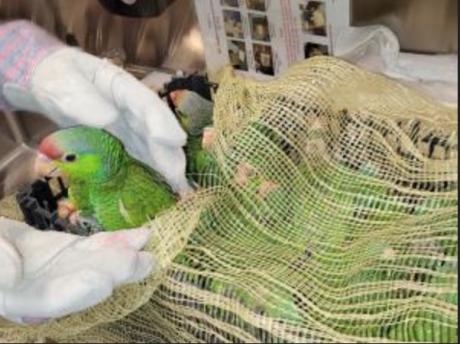 Smuggled Parrots Courtesy CBP