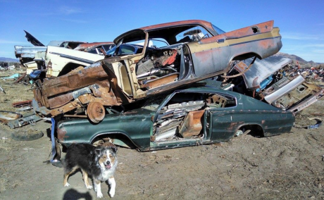 Junk Cars and Dogs Running Free Courtesy Forwardlook.net