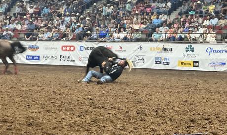 Steer Wrestling During the 3rd Performance at the 92nd Annual San Angelo Rodeo