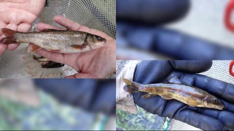 Rio Grande Chub and Rio Grande Sucker