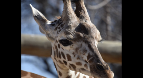 Makena the Giraffe