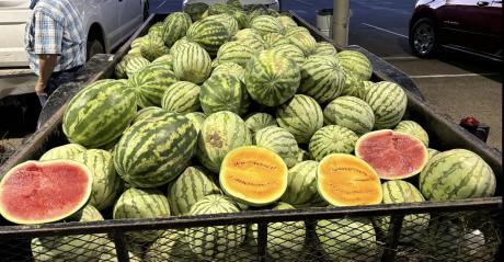 Concho Valley Farmer's Market Melon Fest
