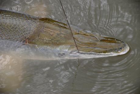 Texas Parks and Wildlife Department Opens Drawing for Trinity River Alligator Gar Harvest