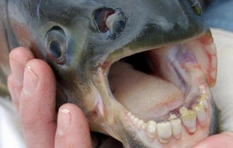 A South American freshwater fish related to piranhas was reeled in recently from Lake Meredith in the Texas Panhandle.