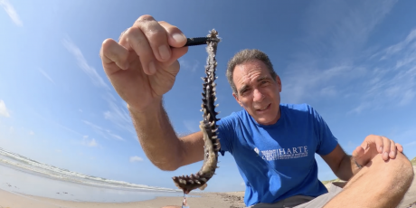 Rare Fireworms Washing Ashore on Texas Beaches