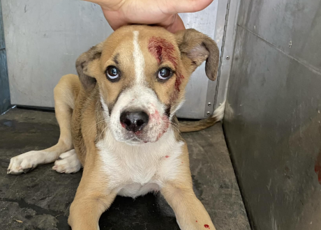 Dog Hit by Car Needs Help