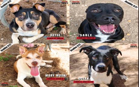 Concho Valley PAWS