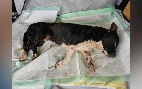 Concho Valley PAWS Seeks Urgent Donations for Injured Dog