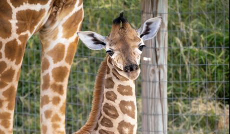 Zahara, the baby Giraffe