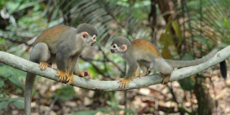 Angelo State Awarded NSF Grant to Study Amazon’s Marajo Island Wildlife