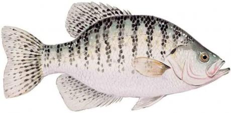 White Crappie Growth in Brady Creek Reservoir Reveals Rapid Development, Survey Finds