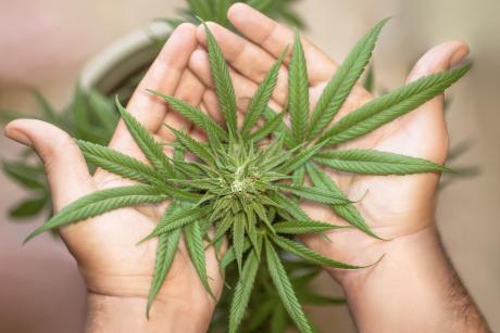Dallas residents approved a ballot measure on Tuesday to decriminalize the possession of small amounts of marijuana.