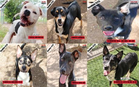 Deadline Looms for Six Shelter Dogs