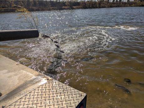 The Texas Parks and Wildlife Department has begun its winter rainbow trout stocking across the San Angelo District, with more than 25,000 fish planned to be introduced at 14 locations through early 2025.