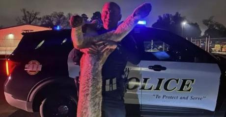 A Longview police officer posed for a photo with a mountain lion he struck and killed with his patrol car, sparking mixed reactions on social media.