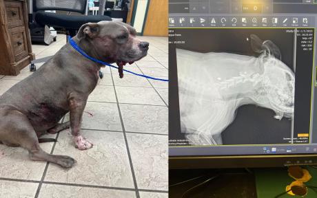 Concho Valley PAWS is seeking donations for a severely injured stray dog, Pippa, who was found after being shot in the face. 