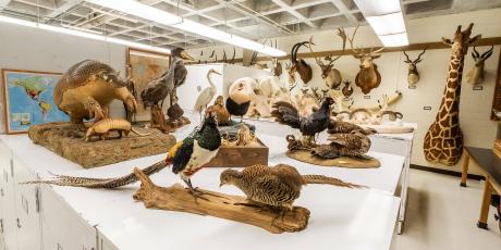 A selection of specimens from the Angelo State Natural History Collections