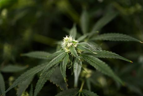 The backers of the THC ban approved by the Texas Senate said they support an expansion of the medical marijuana program in the state. Credit: Lorianne Willett/The Texas Tribune