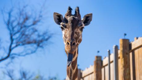 The Abilene Zoo announced the death Thursday of Punk, its 25-year-old female giraffe who had been in Abilene for nearly all of her life.
