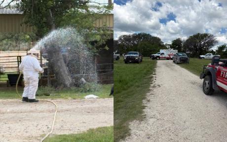 Three horses died after being swarmed by aggressive bees just outside the City of Comanche on Friday, May 9. 